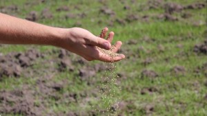 heart-seed-scatter