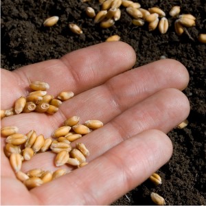 seed