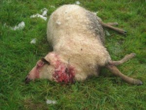 dead_sheep